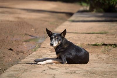 black-dog-lying-sunny-sidewalk-gazing-camera_181624-51336